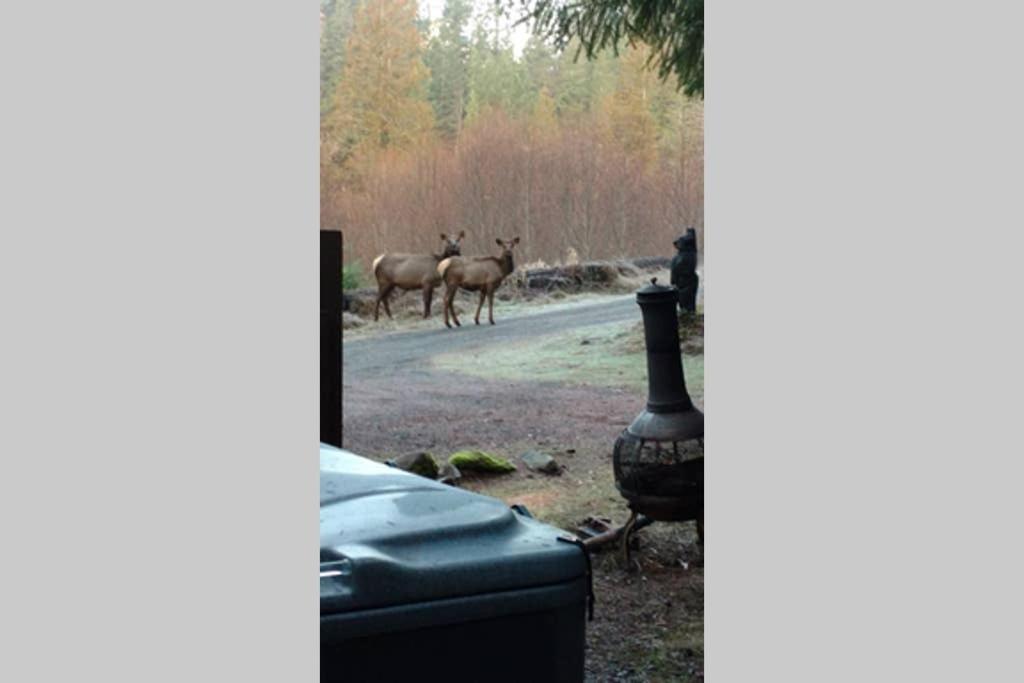 Hall Creek Cabin แพ็ควูด ภายนอก รูปภาพ